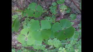 Water Clover Marsilea quadrifolia Medicinal plants found in Texas [upl. by Niwrud]