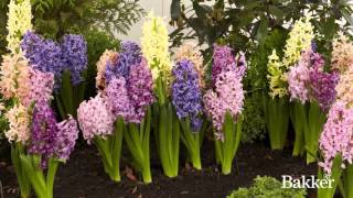 Timelapse  Hyacinth Mixed [upl. by Grenville21]