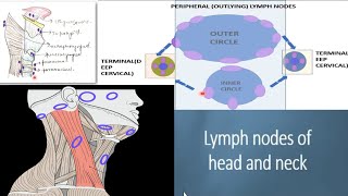 Lymph nodes of the head and neck DETAILED cervical lymph nodes  waldeyers ring [upl. by Stein]