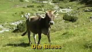 Jodellied Die Bless mei Kuah Jodler  Tiroler Abend DVD [upl. by Sisi749]