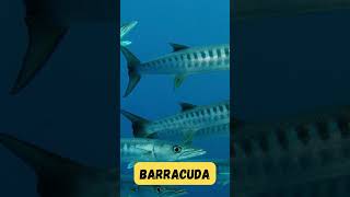 Barracuda Adventure Song  Ocean Animals  Fun Phonics for Children  UZR Learning  abcd kids [upl. by Aronal]