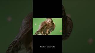 What’s the difference between Eagle Vs hawk animalfacts animalknowledge facts animals nature [upl. by Tizes]