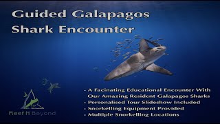 Guided Galapagos Shark Encounter [upl. by Sanfo]