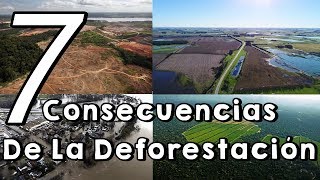 Cuáles Son Las Consecuencias De La Deforestación Y La Tala Inmoderada [upl. by Stoll607]