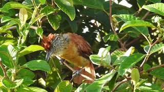 Canto hembra del Batará barradoThamnophilus doliatusBarred AntshrikeJOTA AVES DEL GUAINÍA [upl. by Mechling]