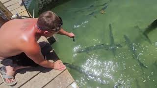 hand feeding tarpon [upl. by Destinee]