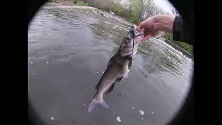 Multispecies fishing Raccoon River Iowa Master angler walleye [upl. by Wait855]