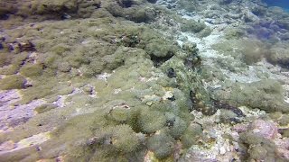 Camouflaging Octopus Amazes Divers [upl. by Nilac]