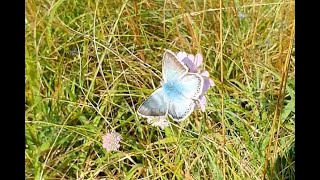 Beautiful Butterfly Chalkhill Blue Polyommatus  Lysandra coridon  Wall Brown Lasiommata megera [upl. by Arly711]