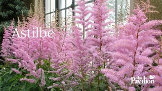 Should an Astilbe Live in Sun or Shade Astilbes at The Pavilion Cork [upl. by Champagne]