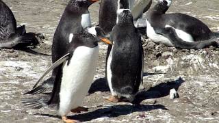 Antarctique Malouines  manchots papous [upl. by Socem]