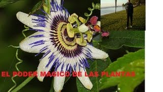 EL PODER MAGICO DE LAS PLANTAS [upl. by Loesceke690]