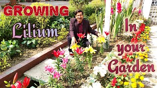 Grow Liliums in the Easiest Way [upl. by Edas478]