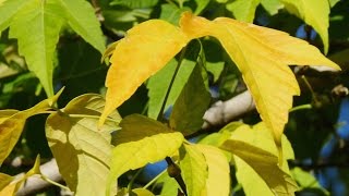 Native Wyoming Maples [upl. by Aneerahs674]