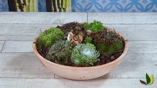 DIY déco  créer une composition de sempervivum  Truffaut [upl. by Yralam571]