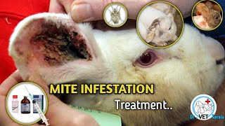 How to treat mite infestation in rabbit  rabbit ear mite treatment ear mite infection  mange [upl. by Amalie]