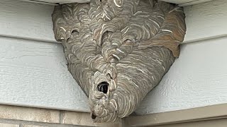 How To Remove A Bald Face Hornet Nest Using Drione  How to kill wasp [upl. by Treblihp]