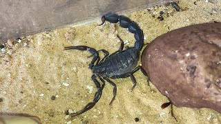 Black And Deadly Arabian FatTailed Scorpion [upl. by Nevart]