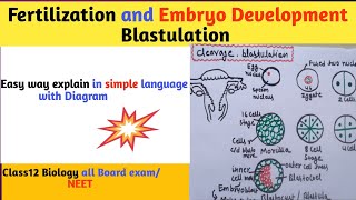 Fertilization l fertilization of egg and sperm in human l Neet l fertilization amp Embryo Development [upl. by Beghtol]