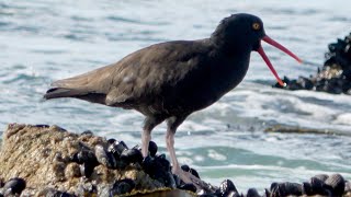 Sound of Black Oystercatcher [upl. by Diarmit]