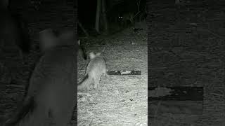 Baby fox with mom eating in the woods trailcamactivity wildlife fox [upl. by Tnek]