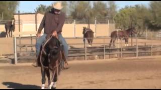 Bump Horses Head Down Stage 2 Skills Assessment [upl. by Dowd]