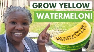 How To Grow Yellow Watermelons  Discover How to Grow This Amazing Fruit [upl. by Kcirdneked]