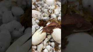 This Baby Crested Gecko just Hatched🤩🙌 [upl. by Karlise]