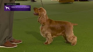 Spaniels English Cocker Breed Judging 2023 [upl. by Ettezil560]