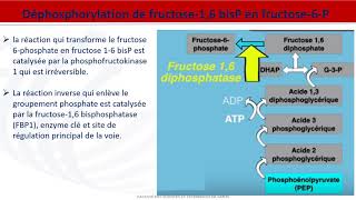 Métabolisme des glucides  Néoglucogenèse [upl. by Blair]