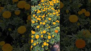 Marry gold plants dekho garden nurserylive gardenplants sharmanursery gardenflowers rose [upl. by Beth]