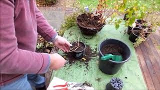 Saving tender fuchsias over the winter ready for next spring [upl. by Rhyne]