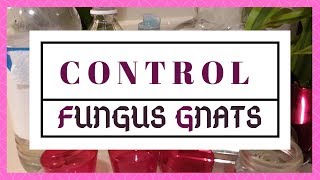 Heres How To Get Rid Of Fungus Gnats Right Now  Indoor Plants Series [upl. by Epifano602]