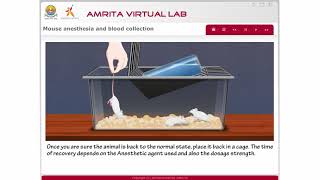 Mouse Anesthesia and Blood Collection [upl. by Athene]