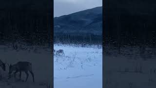 Caribou feeding along the road nature alaska wildlife beautiful shortsfeed youtubeshorts [upl. by Zaid]