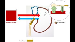 Hormones Changing the Urine Volume to Impact the Blood Pressure [upl. by Yvel]