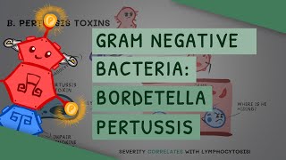 Gram Negative Bacteria Bordetella Pertussis [upl. by Zuzana913]