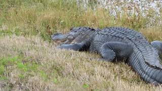 Spotless Teeth on Alligator amp Nictitating Membrane Rolls Back at Orlando Wetlands Christmas [upl. by Afatsom]