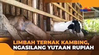 LIMBAH TERNAK KAMBING NGASILANG YUTAAN RUPIAH [upl. by Vittorio]