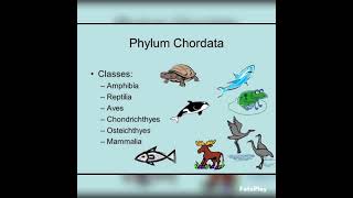 phylum chordata diagrambiology zoology bsczoology zoologybsc shortsyoutubeshorts [upl. by Hulburt]