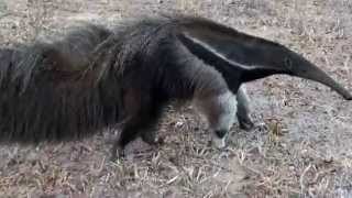 GIANT ANTEATER sounds feeling threatened MYRMECOPHAGA TRIDACTYLATAMANDUÁBANDEIRA free in nature [upl. by Luckin813]