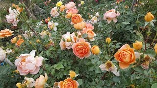 Tour por mis rosas inglesas de David Austin  English Rose Collection  rosiers  rosas  роз [upl. by Eednac]