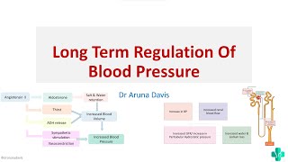 Long Term regulation of blood pressureMBBS First Year Physiology [upl. by Viki]