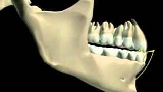 Mandibular Movement 3D [upl. by Parke]