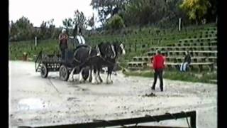 Shire Horses [upl. by Itirp]