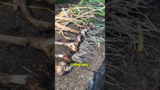 How to grow garlic in containers like pots and planters gardeningtips growyourownfood [upl. by Netta518]