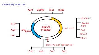 RECOMBINANT DNA TECHNOLOGYModule 1 [upl. by Lawan]