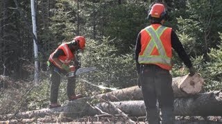 Abattage manuel et débardage forestier au cfp de Duchesnay [upl. by Oderfigis]