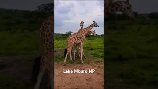 Lake Mburo National Park [upl. by Mellins]