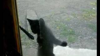 The Most Bizarre Cat Flap In the World but Very Cute Kittens [upl. by Chilcote38]